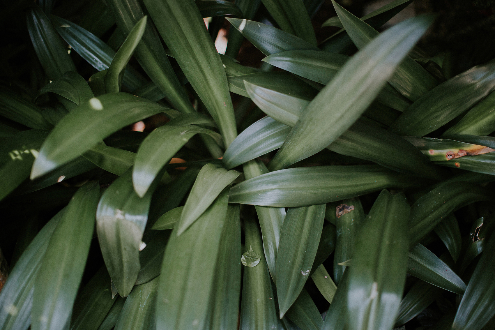 apelphotography-tirthauluwatuwedding-tirtabridalwedding-baliweddingphotographers-pandeheryana_5