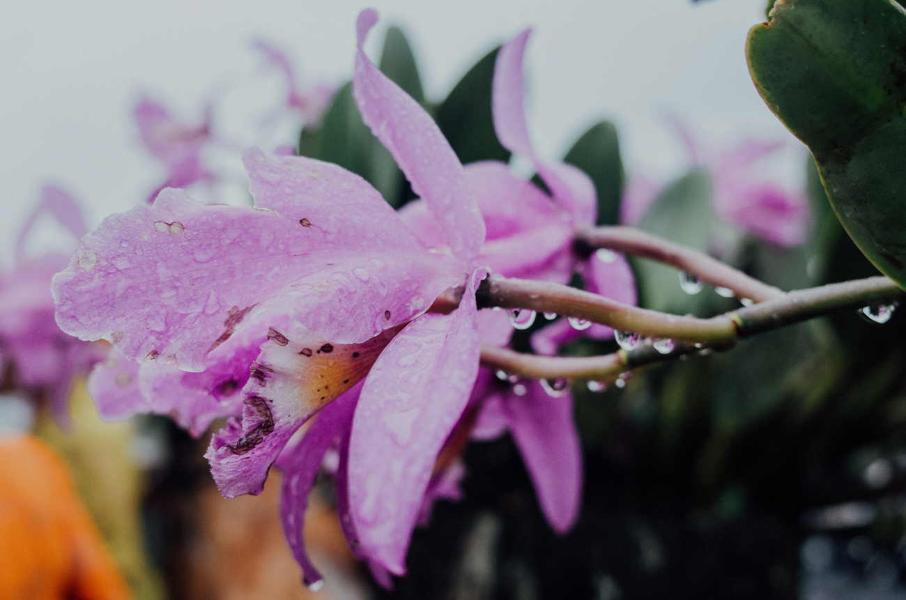 apelphotography-ricohgrii-newricoh-reviewcamera-ricohreview-pandeheryana_10