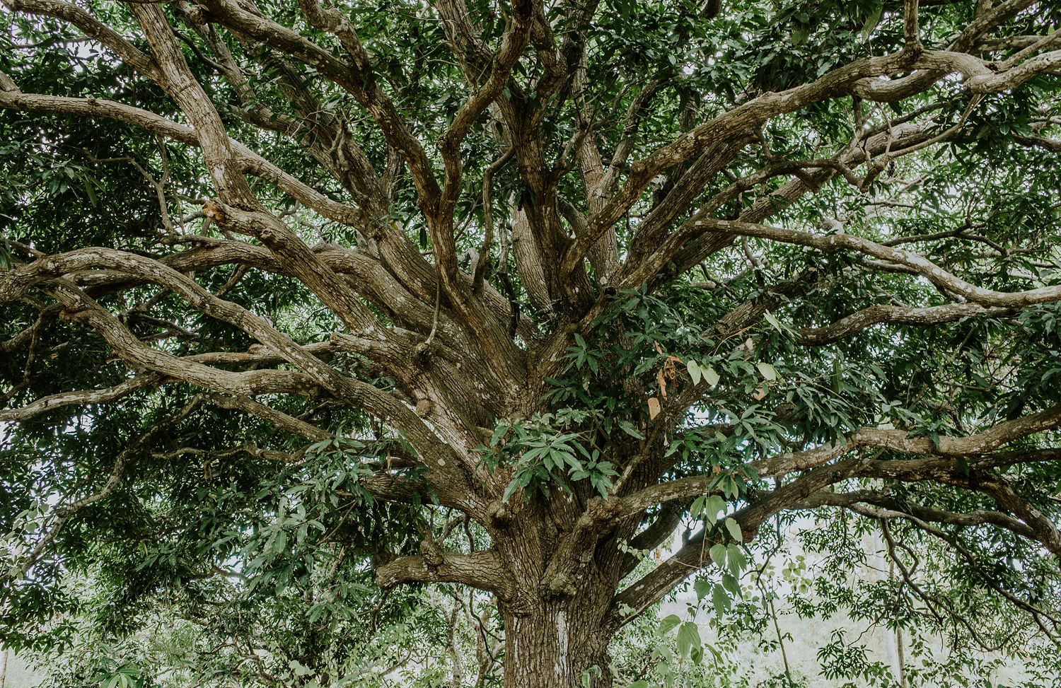 ricohGR2-ricohGRII-pocketcamera-apelphotography-reviewcamera-2